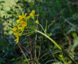 Tephroseris integrifolia. Верхушка побега с соцветием. Пермский край, Александровский р-н, дол. р. Яйва, верхушка северо-восточной оконечности Тихого Камня. 13 июня 2022 г.