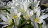 genus Ornithogalum