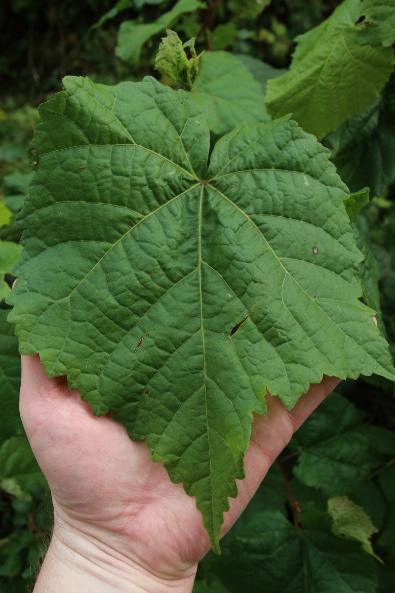 Image of Tilia cordata specimen.