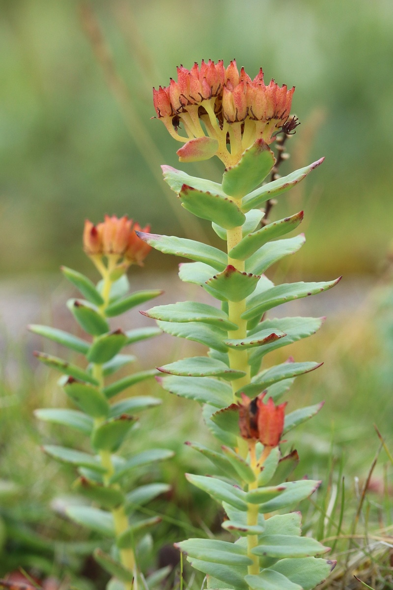 Image of Rhodiola rosea specimen.