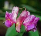 Lathyrus niger