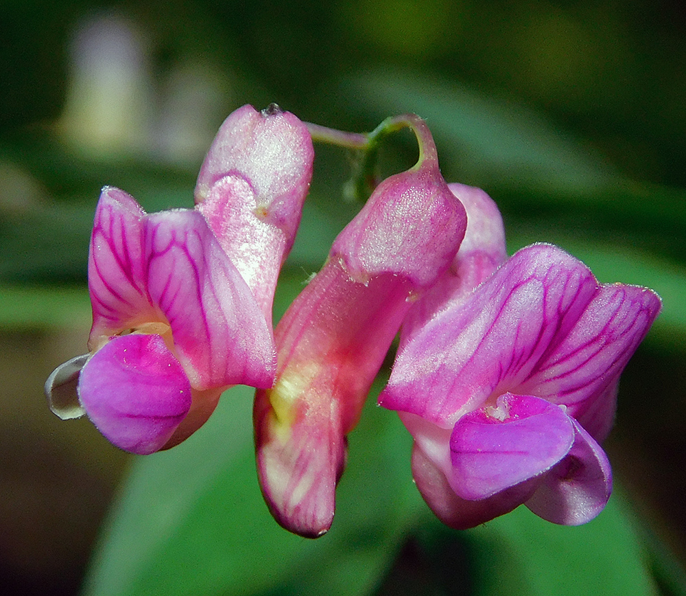 Image of Lathyrus niger specimen.