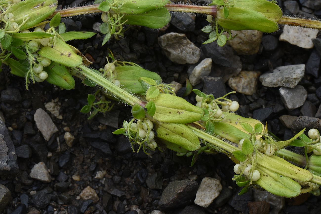 Image of Cruciata laevipes specimen.