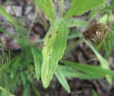 Rudbeckia bicolor