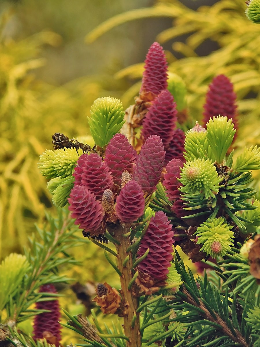 Image of Picea abies specimen.