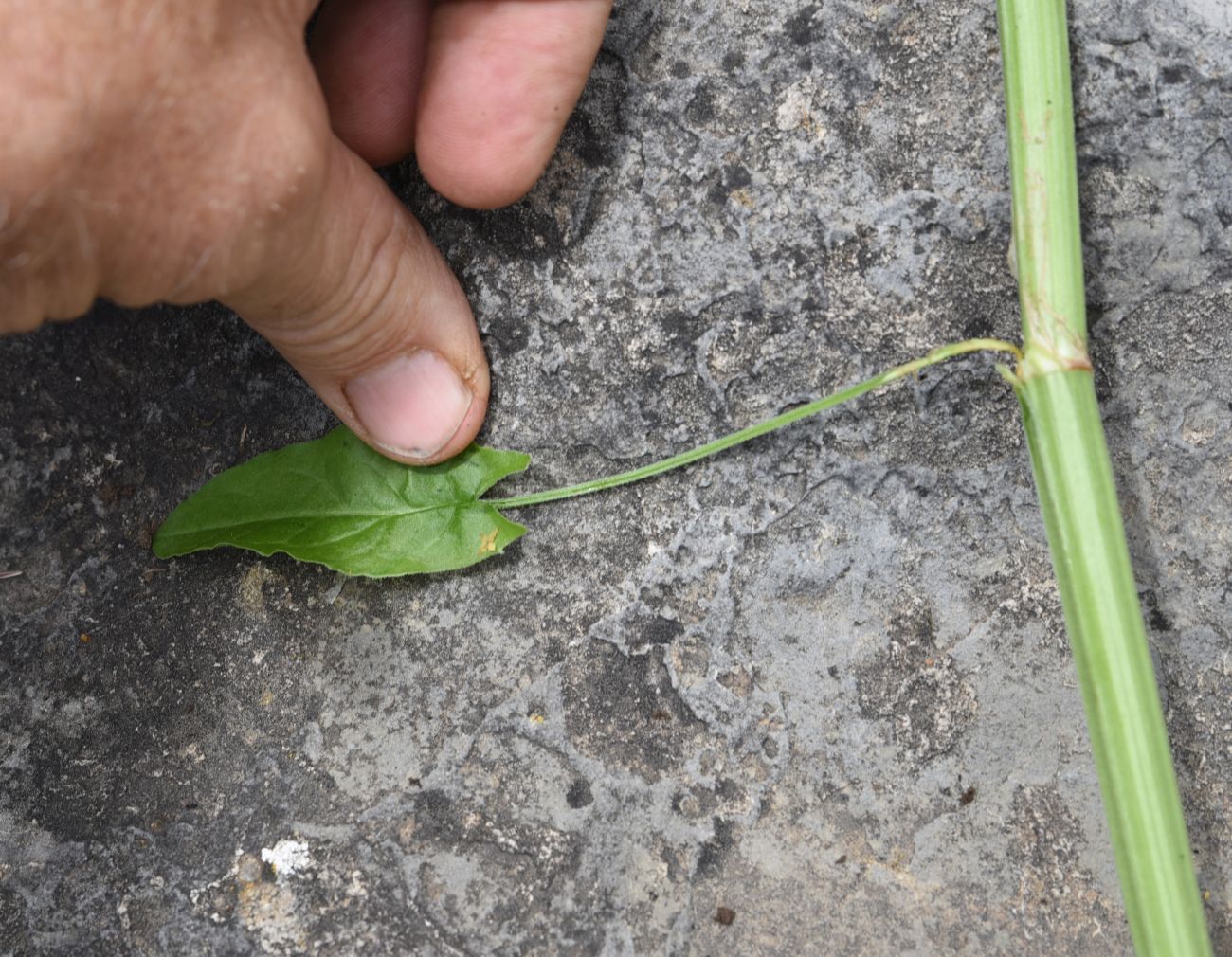 Изображение особи Rumex acetosa.