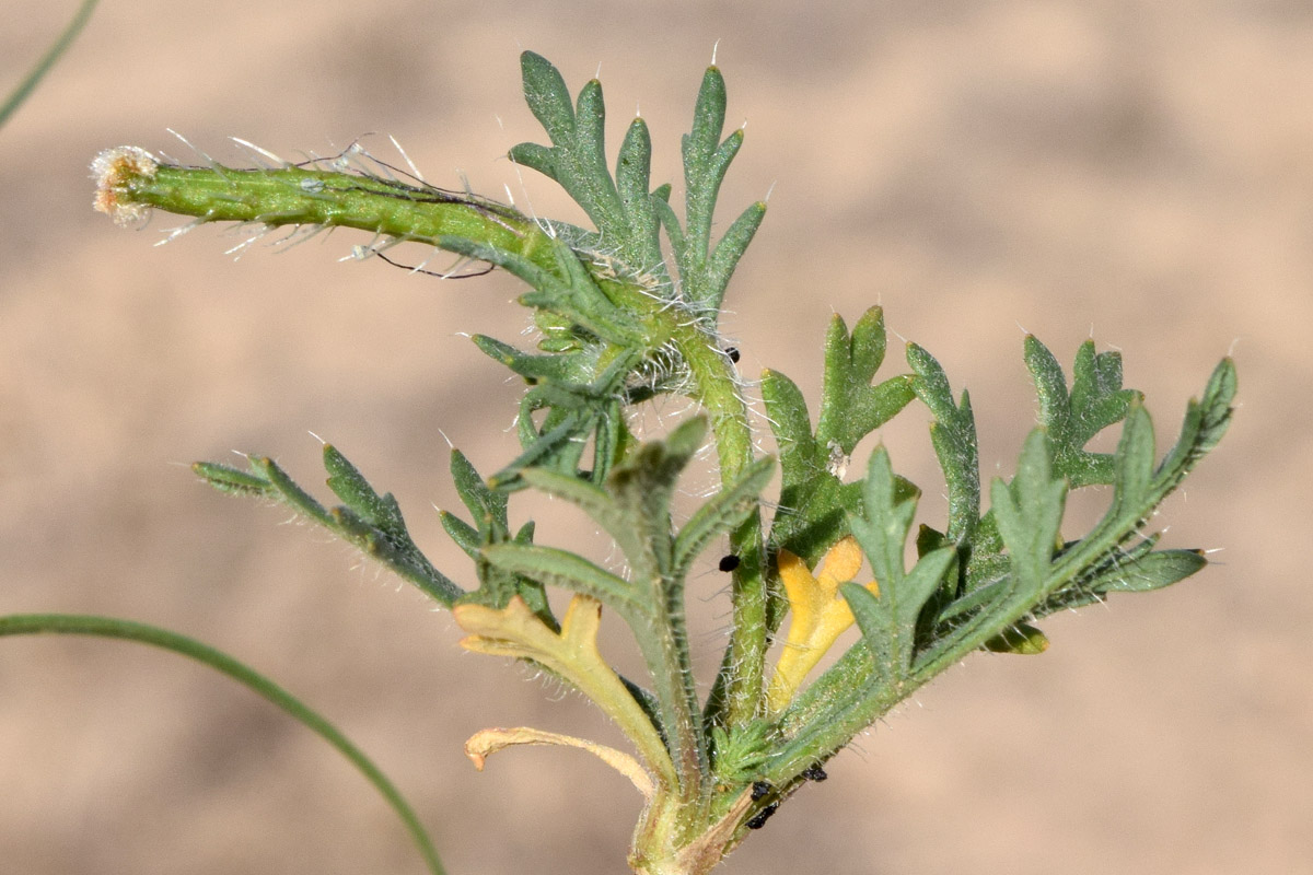 Image of Roemeria hybrida specimen.