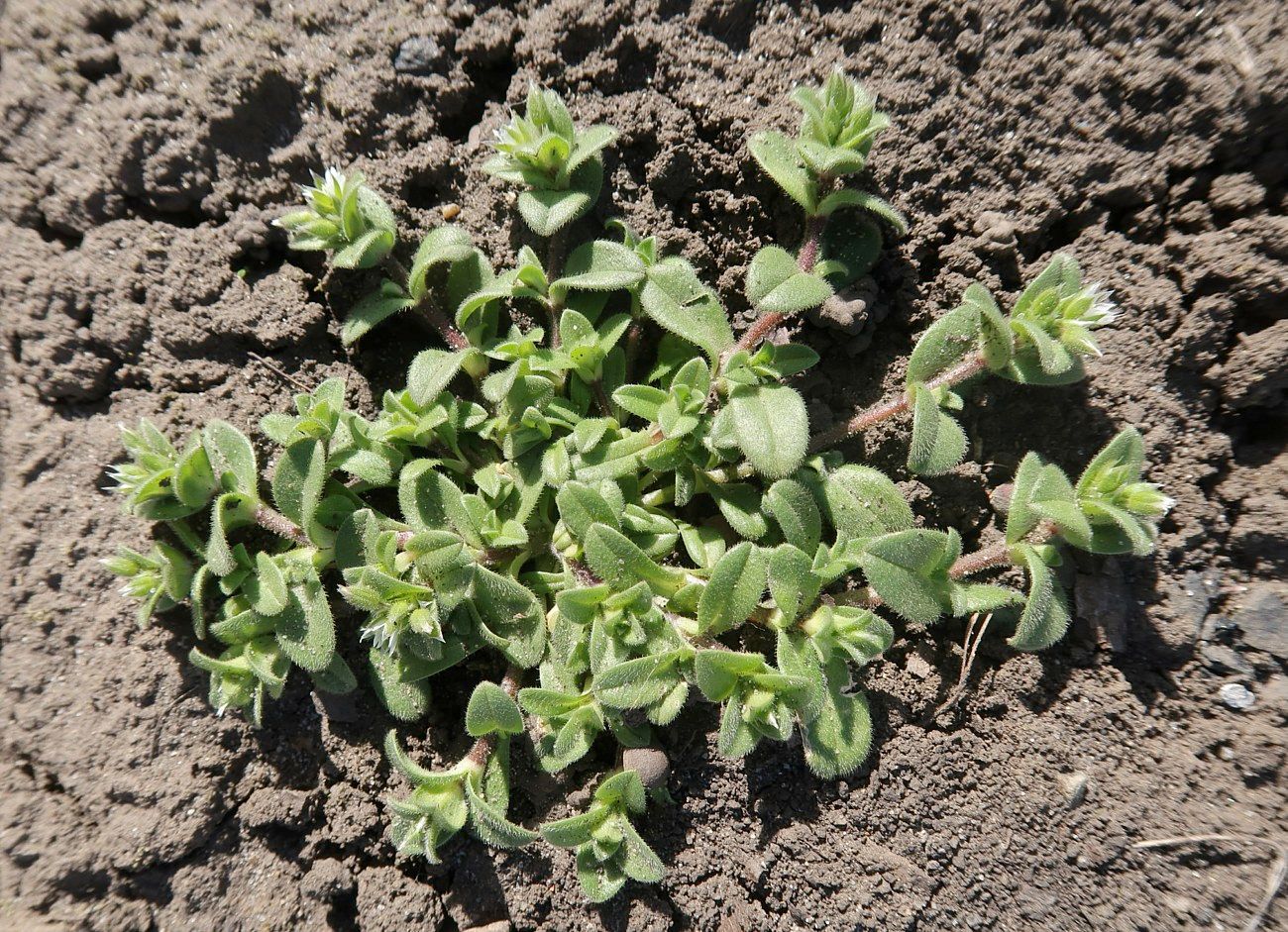 Image of Cerastium semidecandrum specimen.