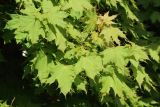 Acer platanoides