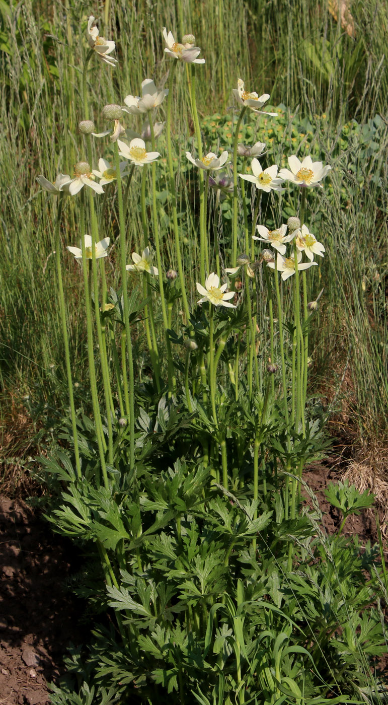 Image of Anemone multifida specimen.