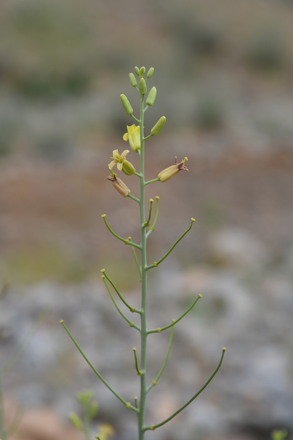 Image of Sisymbrium isfarense specimen.