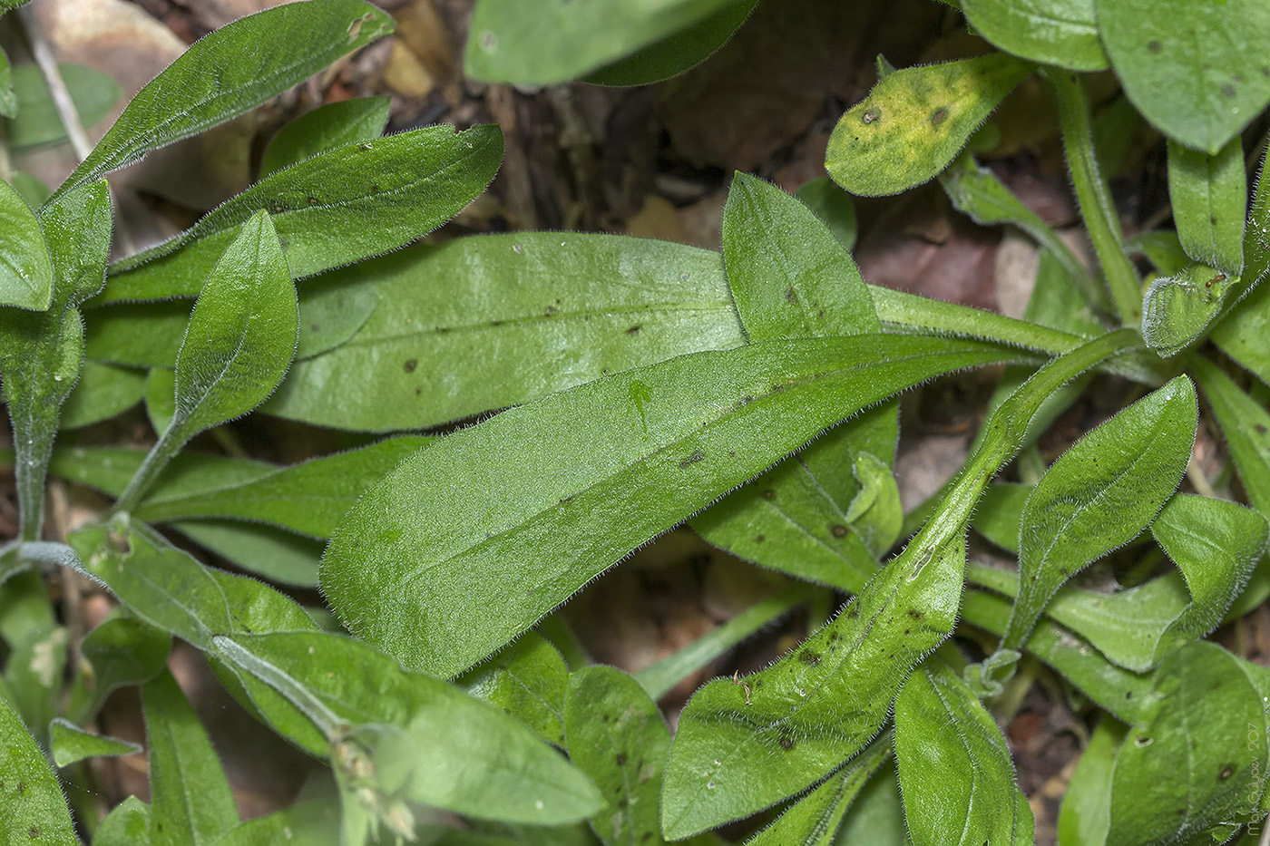 Image of Silene nutans specimen.