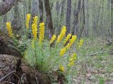 Corydalis speciosa