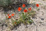 Papaver pavoninum