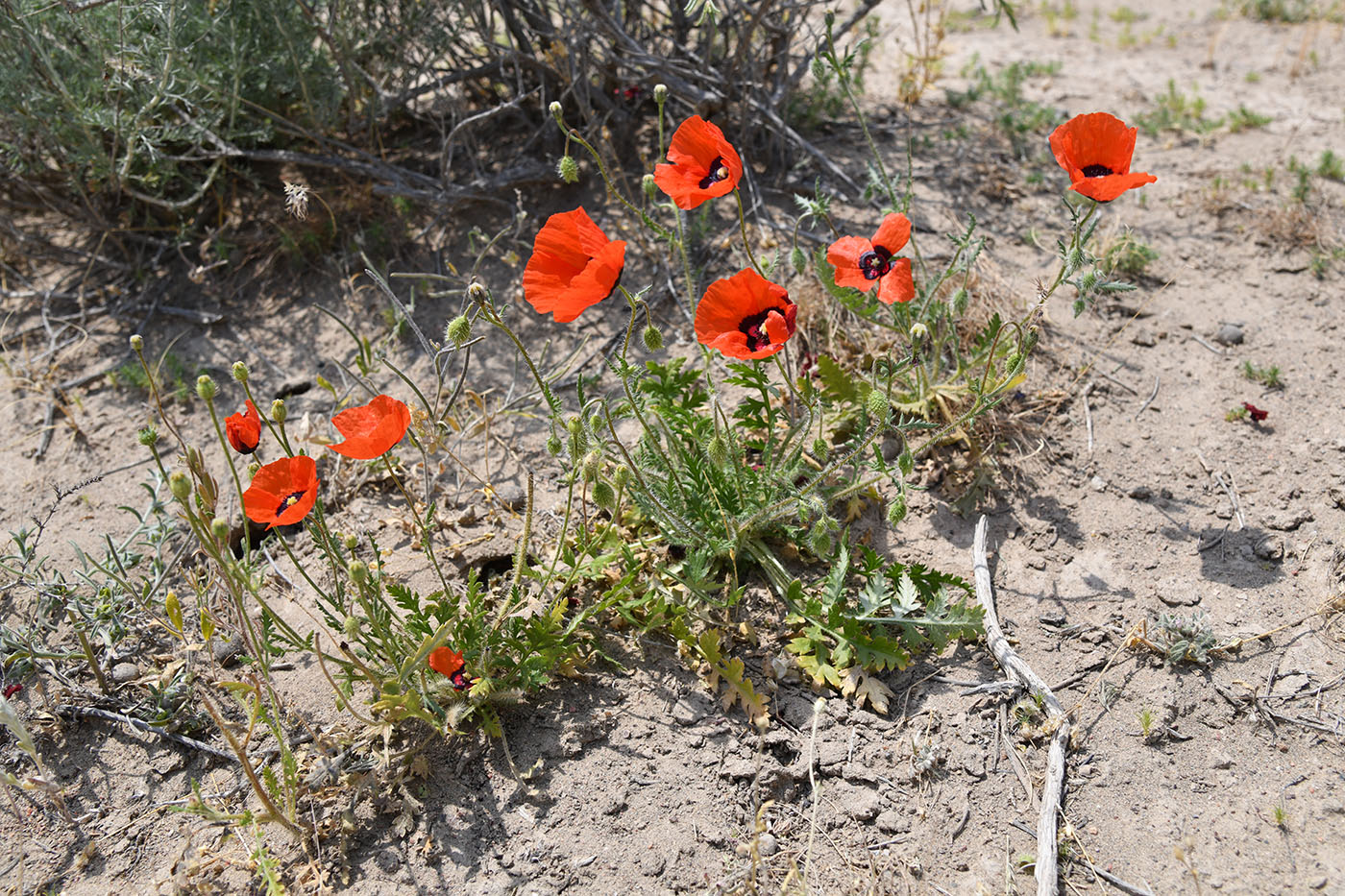 Image of Papaver pavoninum specimen.