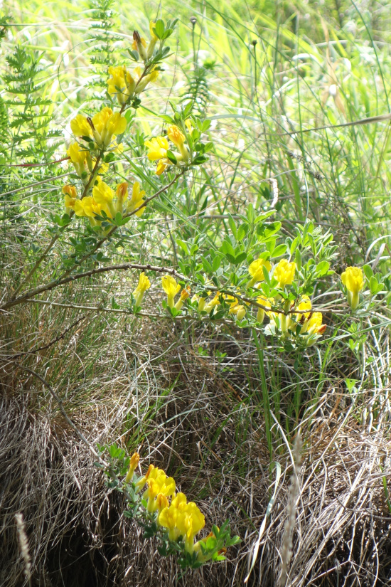 Изображение особи Chamaecytisus ruthenicus.