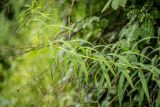 Polygonatum verticillatum