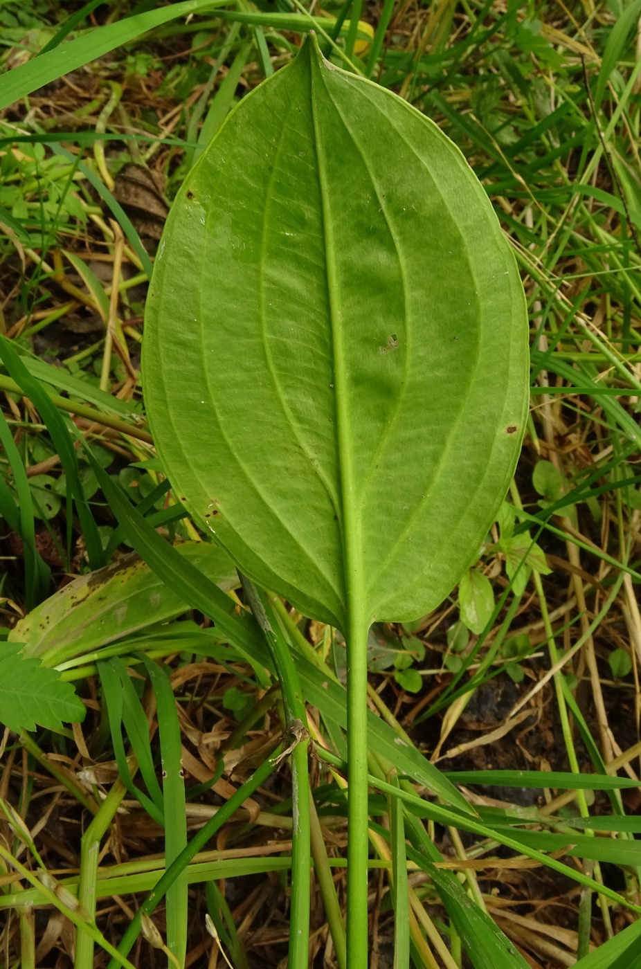 Image of Alisma plantago-aquatica specimen.