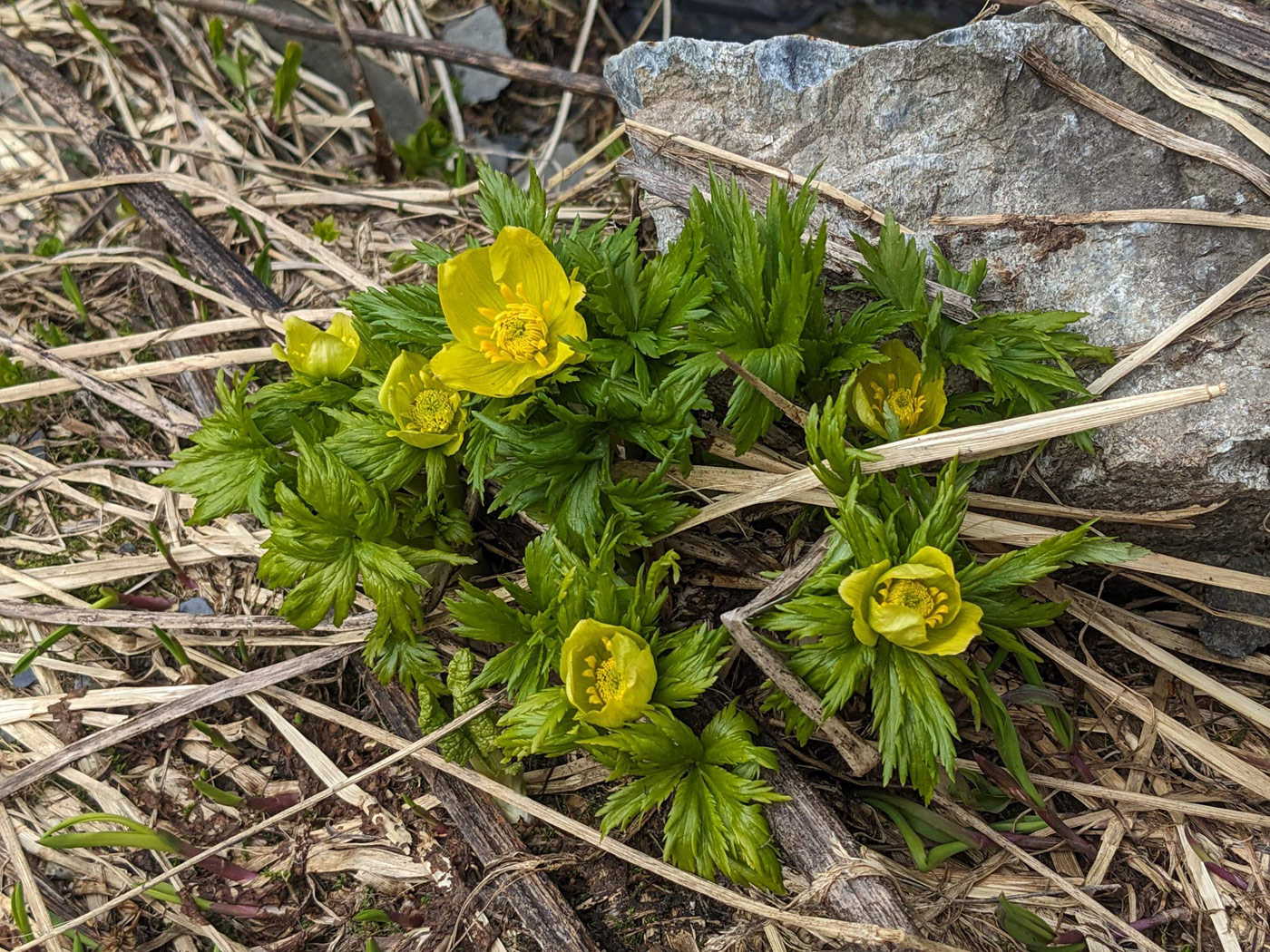 Image of Trollius ranunculinus specimen.