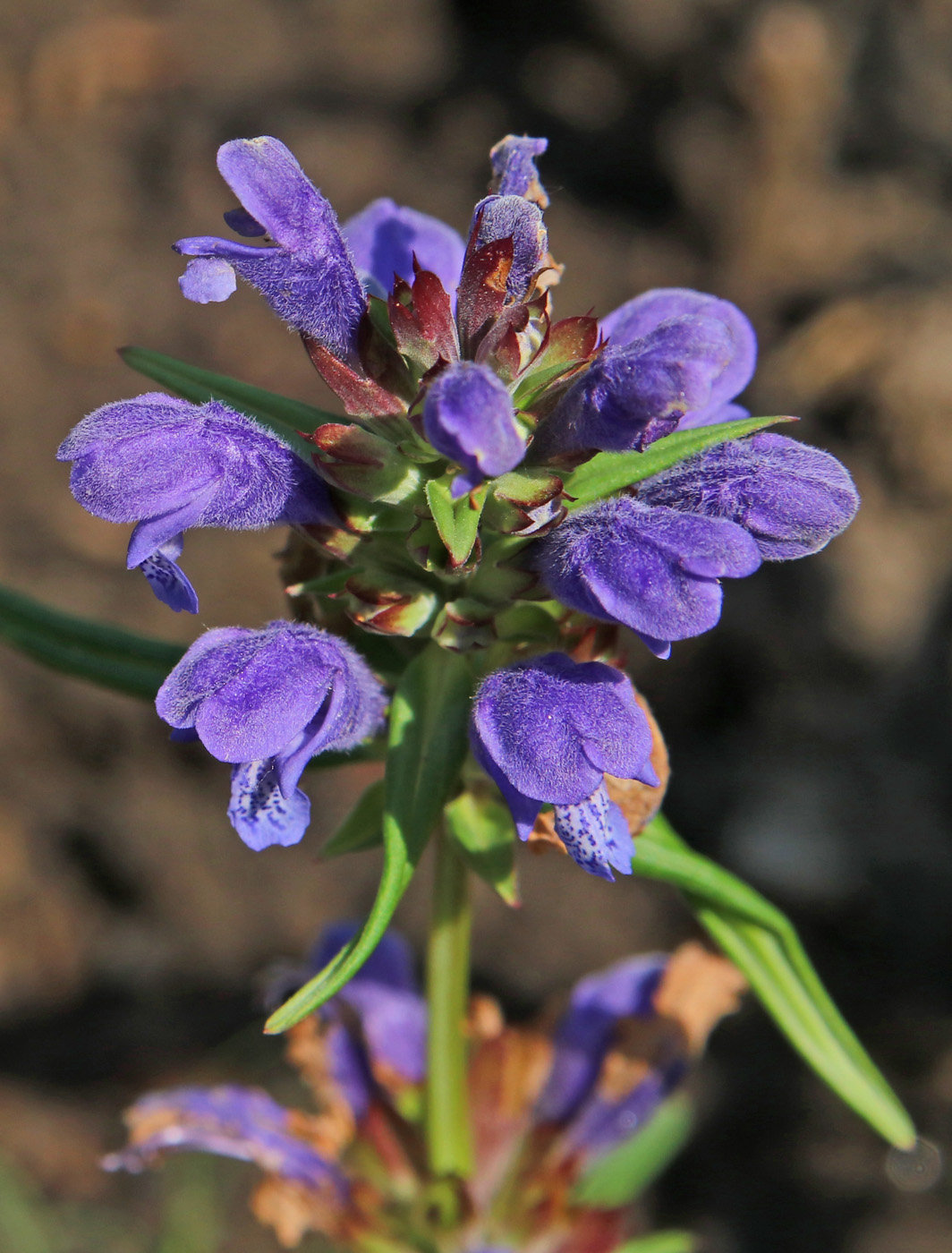 Изображение особи Dracocephalum ruyschiana.