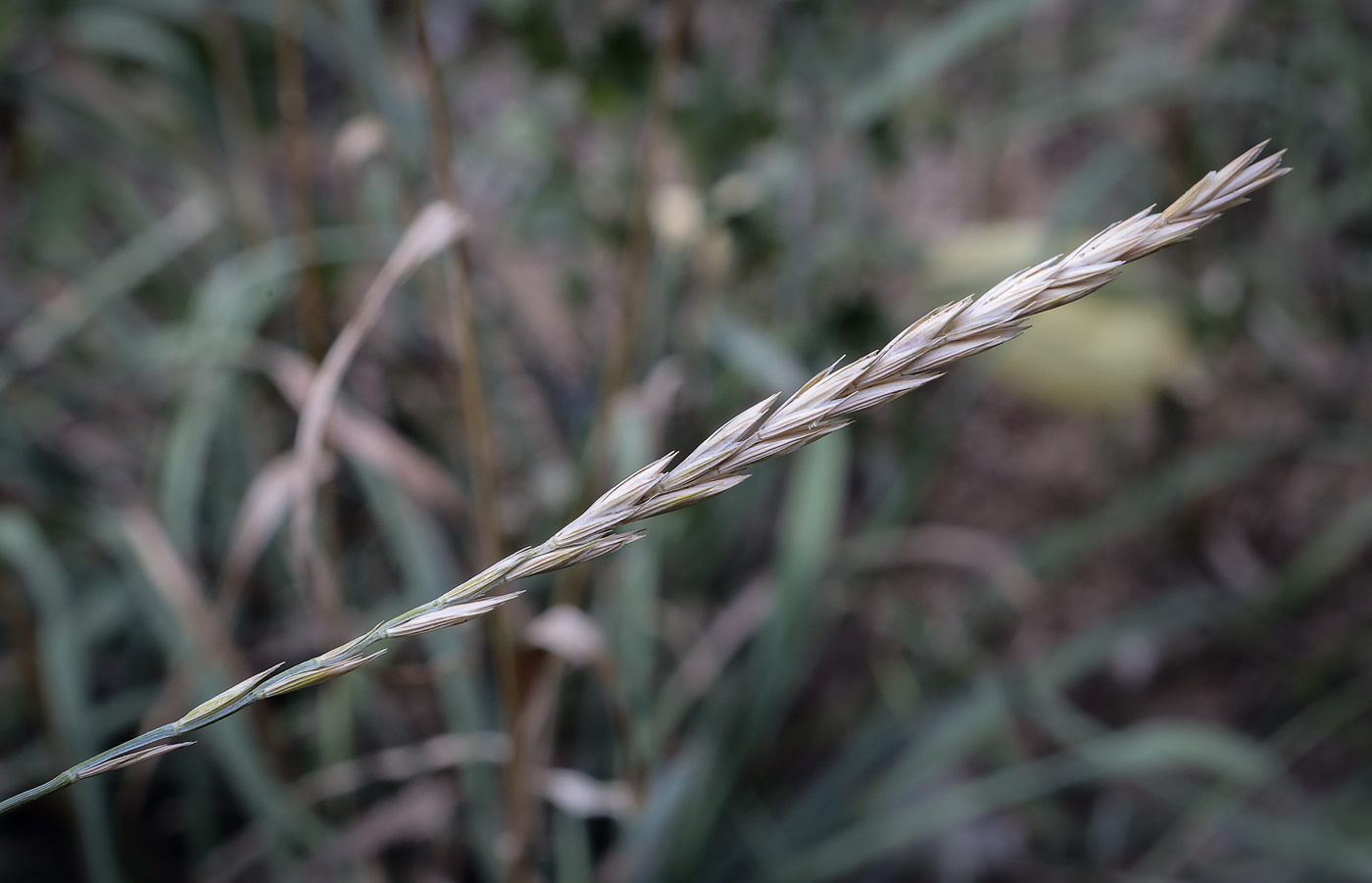 Image of Elytrigia repens specimen.