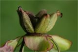 Paeonia lactiflora