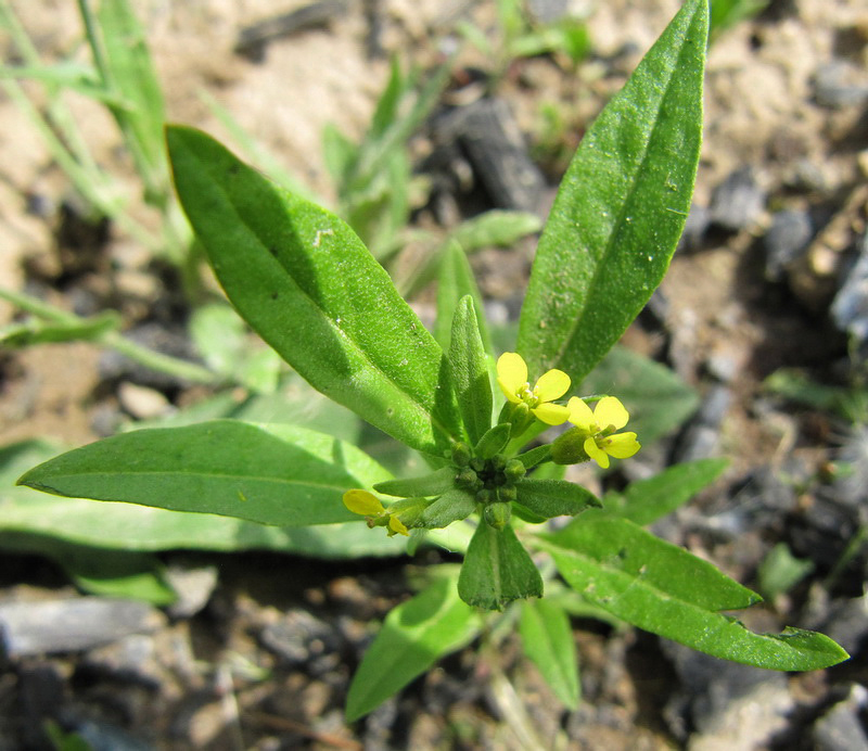 Image of Erysimum cheiranthoides specimen.