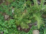 Vaccinium myrtilloides
