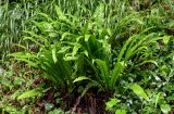 Phyllitis scolopendrium