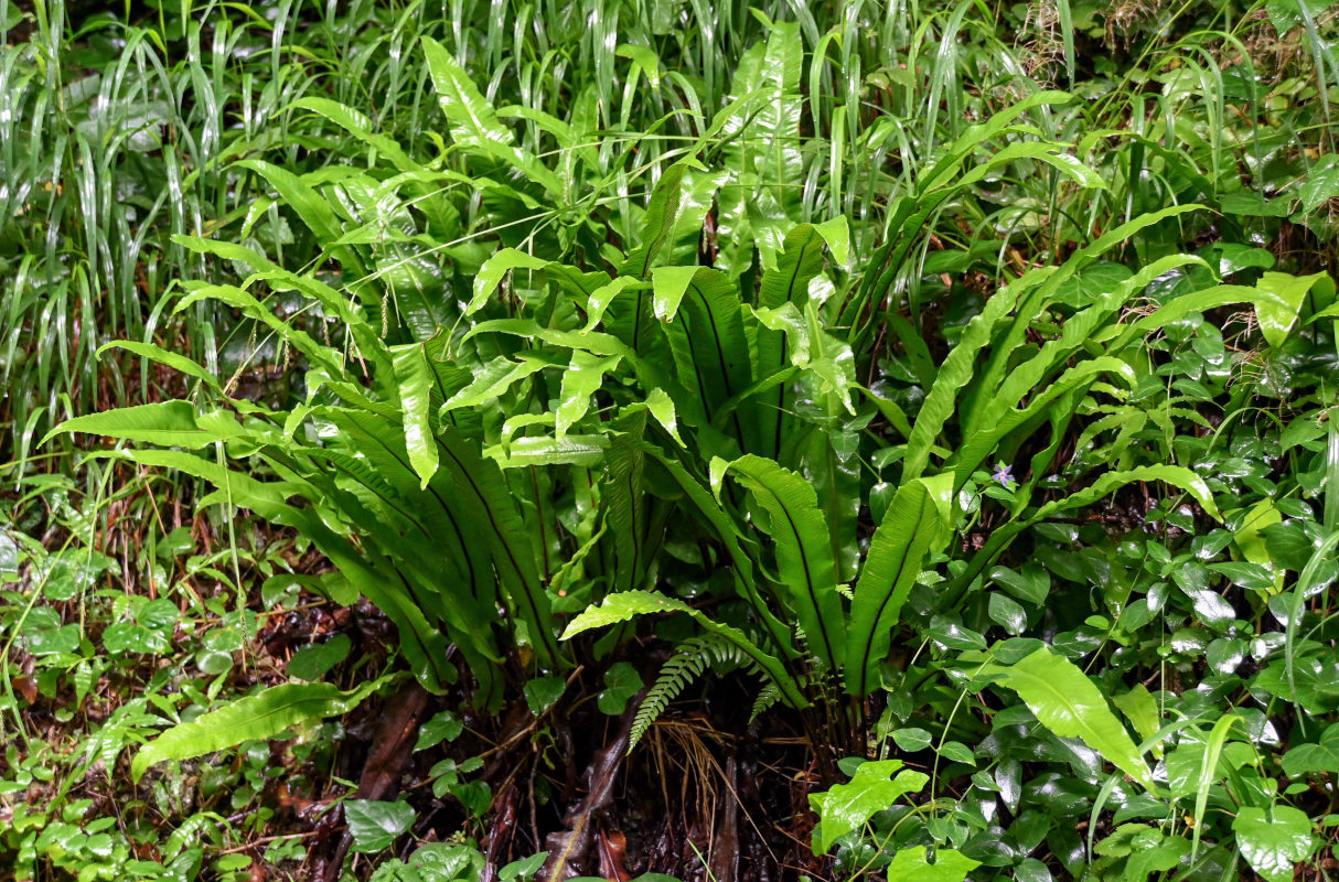 Изображение особи Phyllitis scolopendrium.