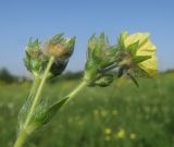 Potentilla obscura. Верхушка побега с соцветием. Луганская народная республика, г. Луганск, пос. Вергунский разъезд, степь на межбалочном водоразделе. 13.06.2021.