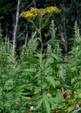 Senecio cannabifolius. Верхушка цветущего растения. Сахалин, Корсаковский гор. округ, гора Бережная, опушка смешанного леса. 25.08.2022.