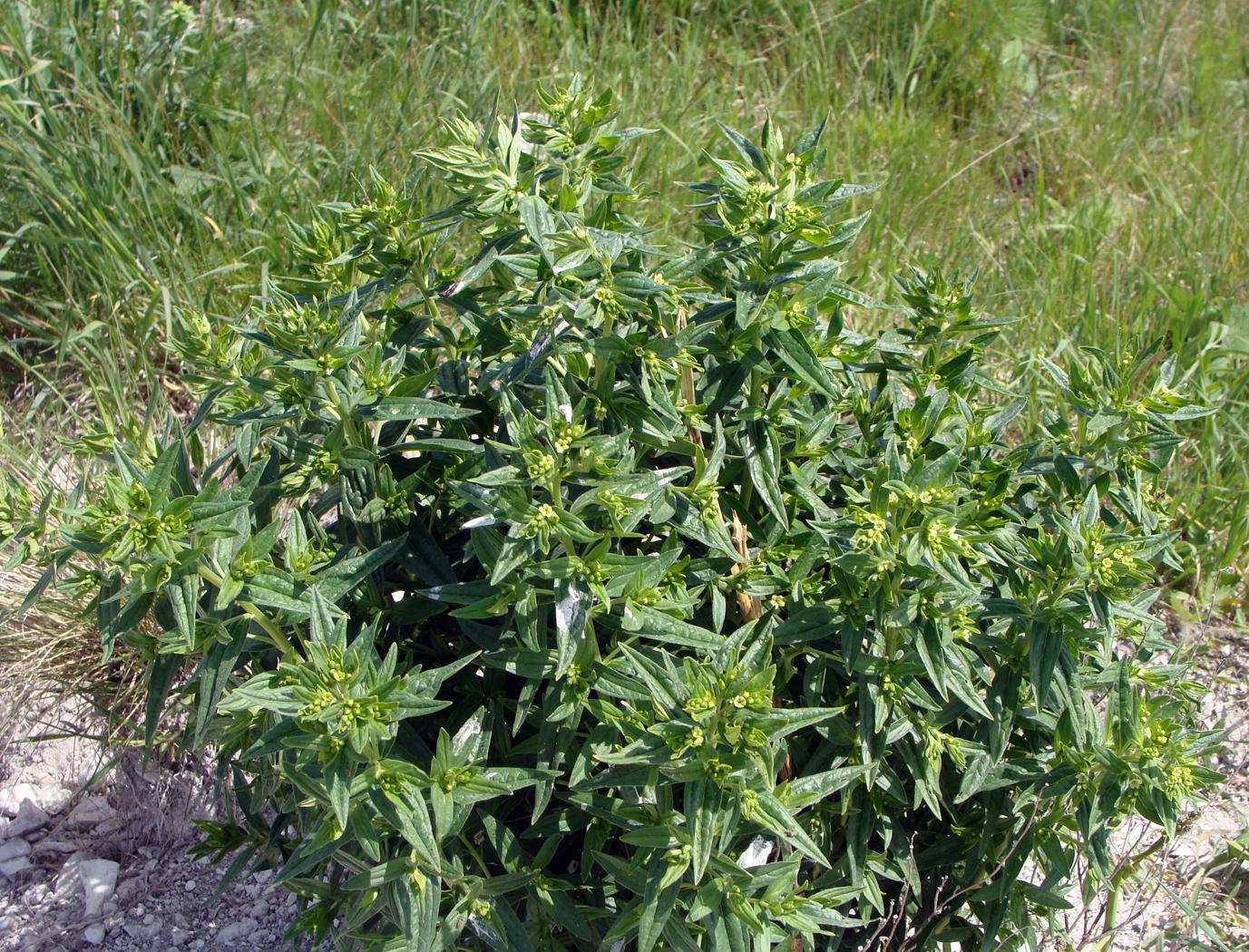 Изображение особи Lithospermum officinale.