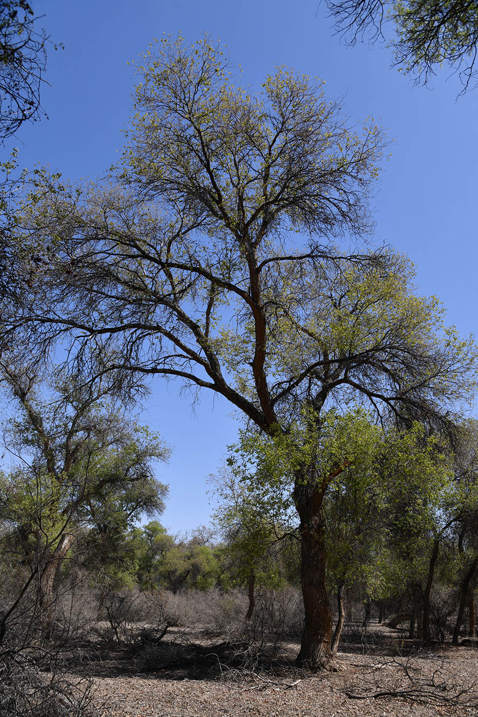 Image of Populus diversifolia specimen.