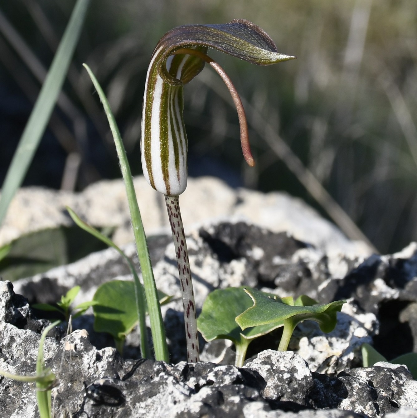 Image of Arisarum vulgare specimen.