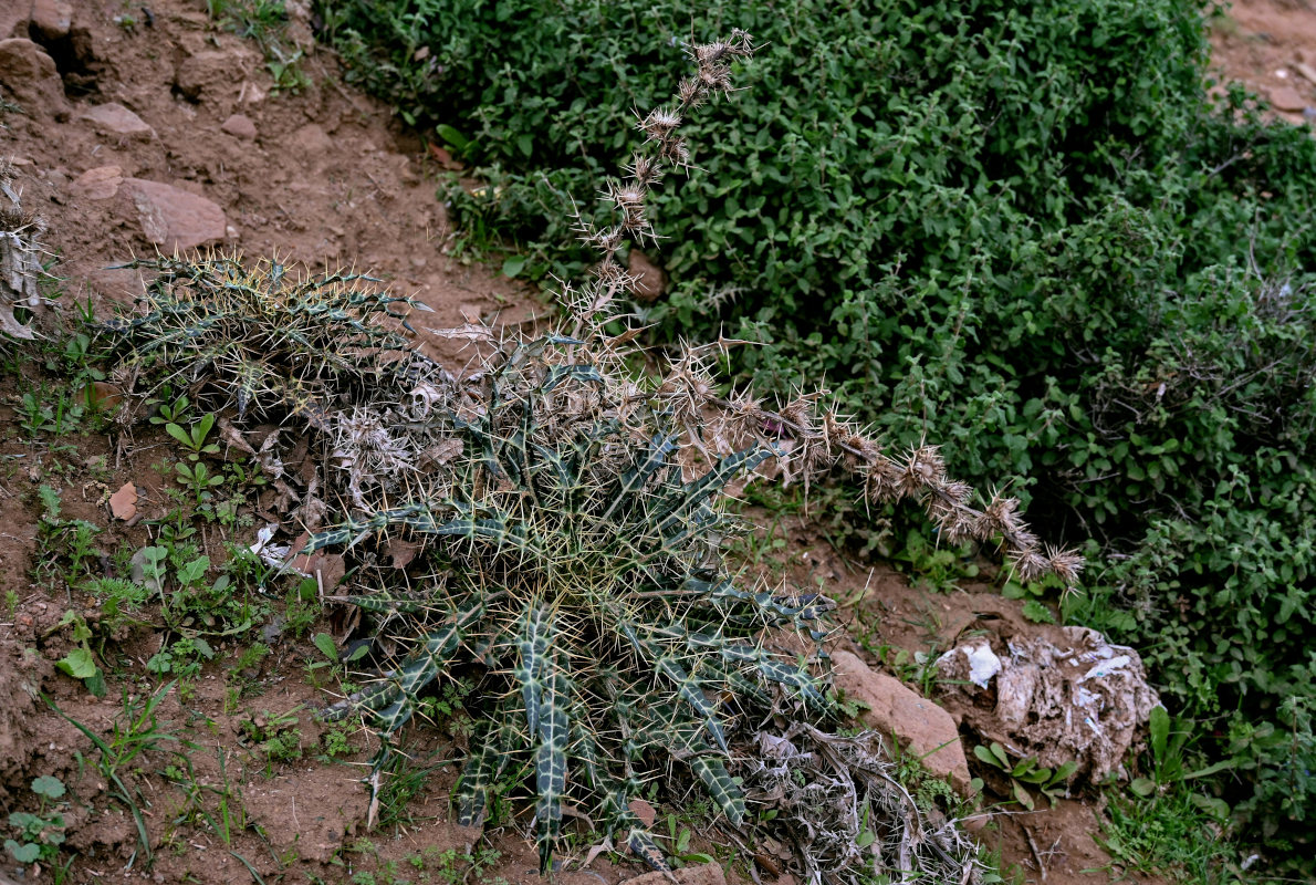 Изображение особи Ptilostemon dyricola.