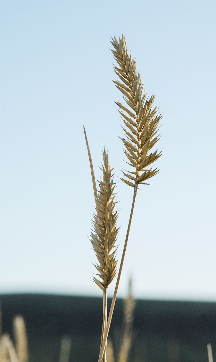 Image of genus Agropyron specimen.