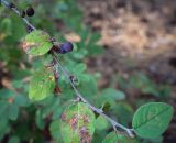 Cotoneaster melanocarpus. Верхушка плодоносящей веточки; листья с минами и другими повреждениями. Пермский край, г. Пермь, Индустриальный р-н, сосновый бор. 04.08.2023.