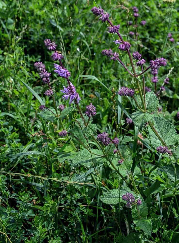 Изображение особи Salvia verticillata.