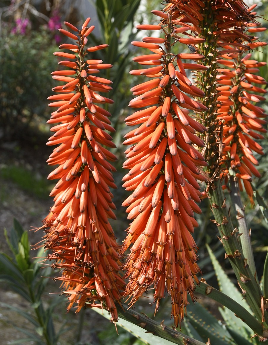 Image of genus Aloe specimen.