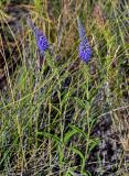 Veronica spicata. Цветущие растения. Оренбургская обл., Кувандыкский гор. округ, окр. дер. Первое Юмагузино, луг. 05.07.2023.