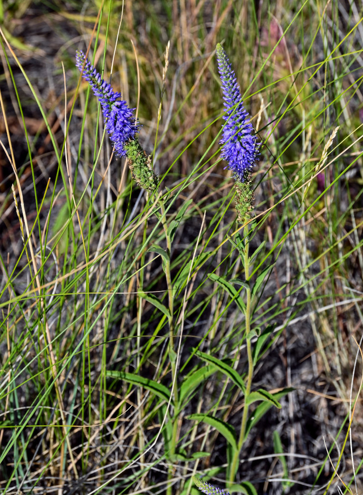 Изображение особи Veronica spicata.