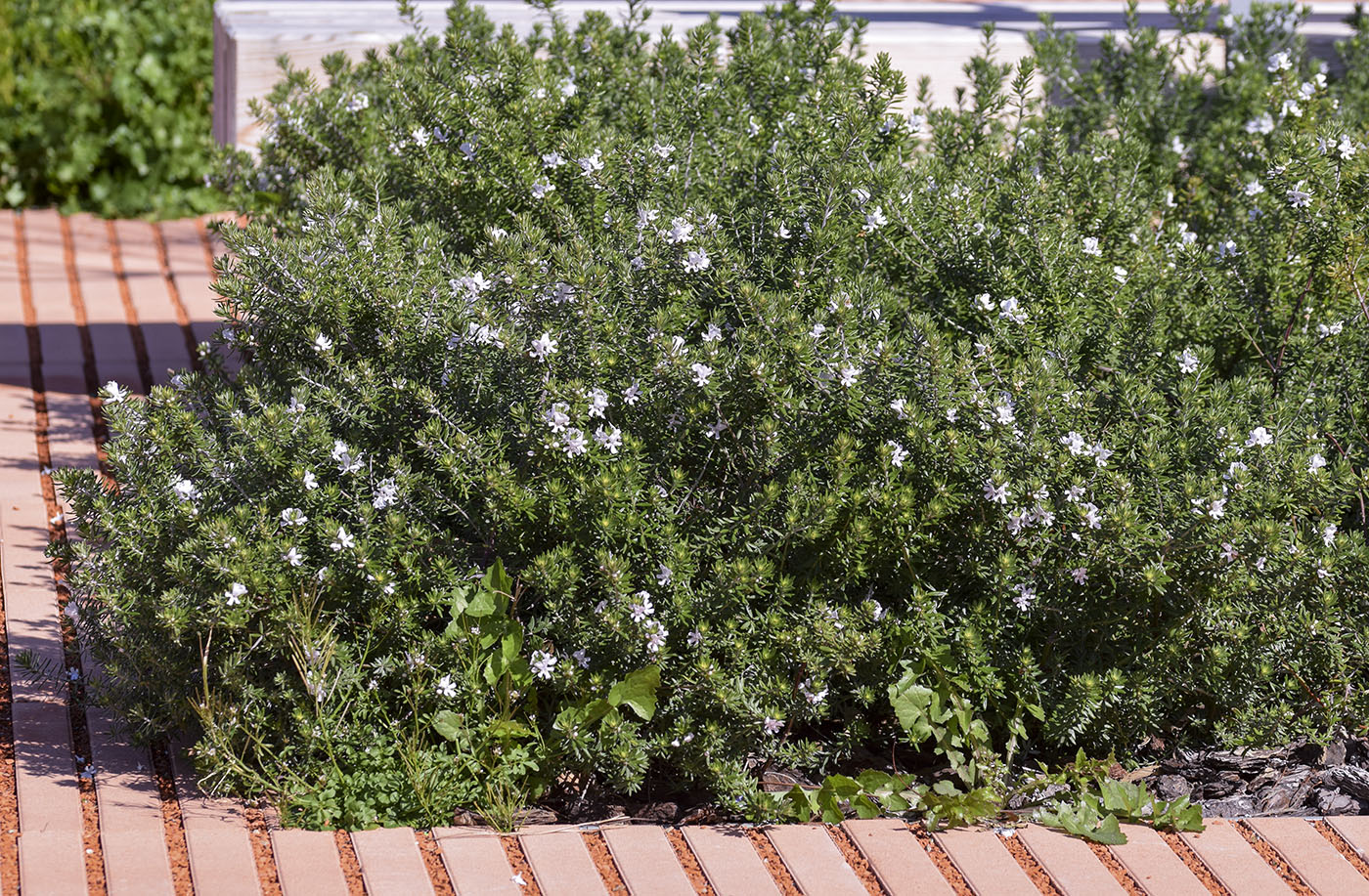 Изображение особи Westringia fruticosa.