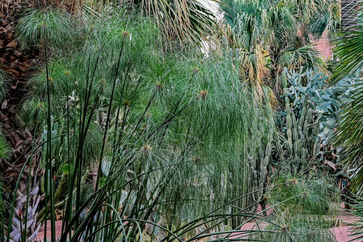 Image of Cyperus papyrus specimen.