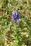 Aconitum cymbulatum