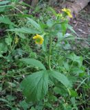 Geum aleppicum