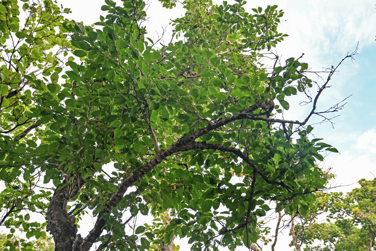 Image of Cerasus sachalinensis specimen.