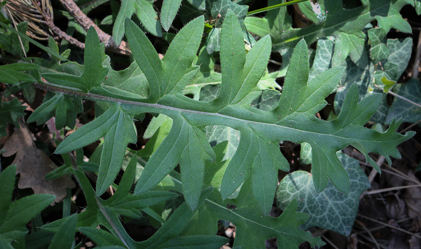 Image of genus Cirsium specimen.