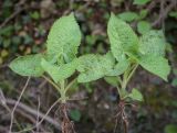 Salvia glutinosa. Верхушки побегов. Абхазия, Гудаутский р-н, Мюссерский лесной массив, долина р. Риапши, широколиственный лес, опушка. 12.04.2024.