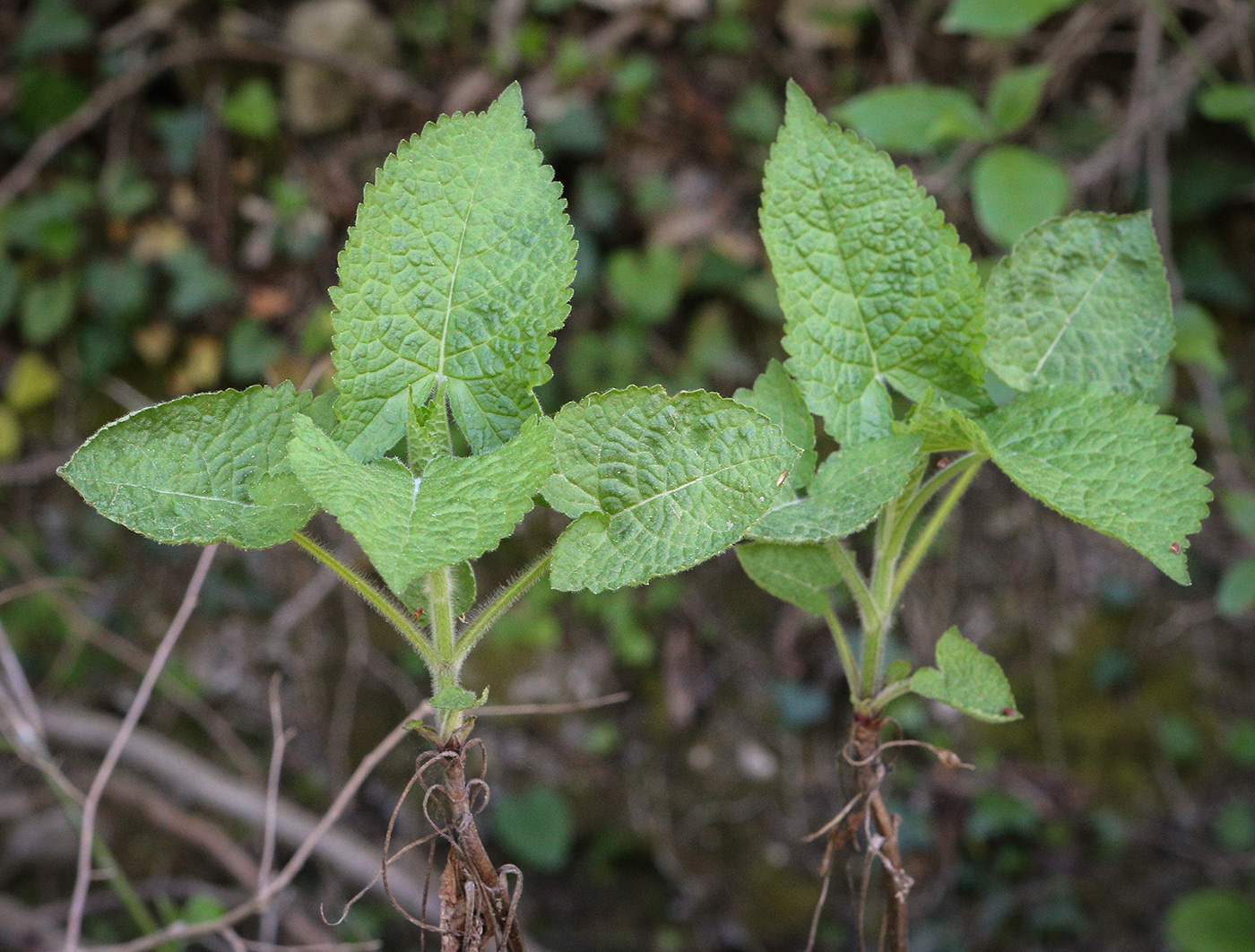 Image of Salvia glutinosa specimen.